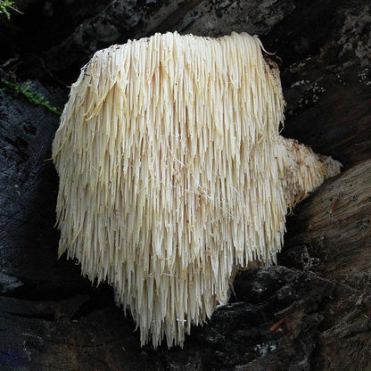 Lion's Mane Mushroom